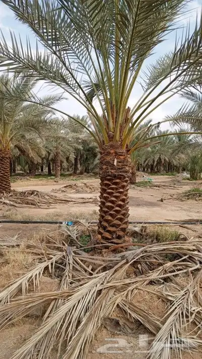 نخل للبيع جميع النواع انخل العربي سكري إخلاص برحي صقعي مجدول 1