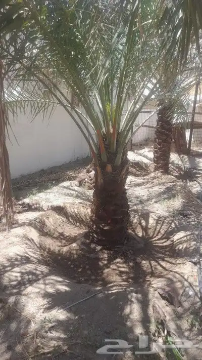 نخل للبيع جميع النواع انخل العربي سكري إخلاص برحي صقعي مجدول 2