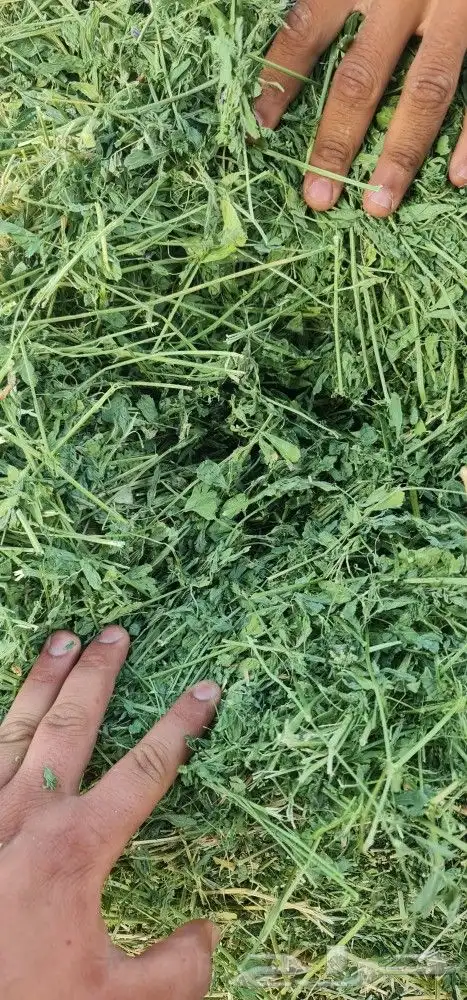 برسيم صافي نوعيه ورق ممتازه 6