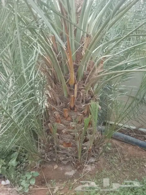 نخل صقعي هبري احمر 3