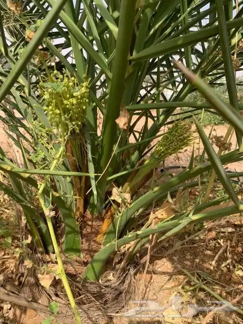 صقعي لي البيع نقايل رغم واحد احمر بروم الثمره العدد 31نخله ا 2