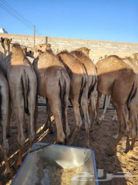 حاشي حشيان حشو صومالي للبيع 3