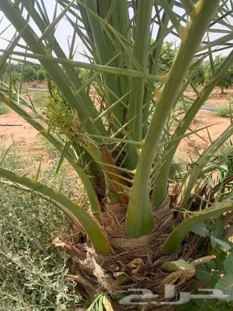 صقعي لي البيع نقايل رغم واحد احمر بروم الثمره العدد 31نخله ا 3