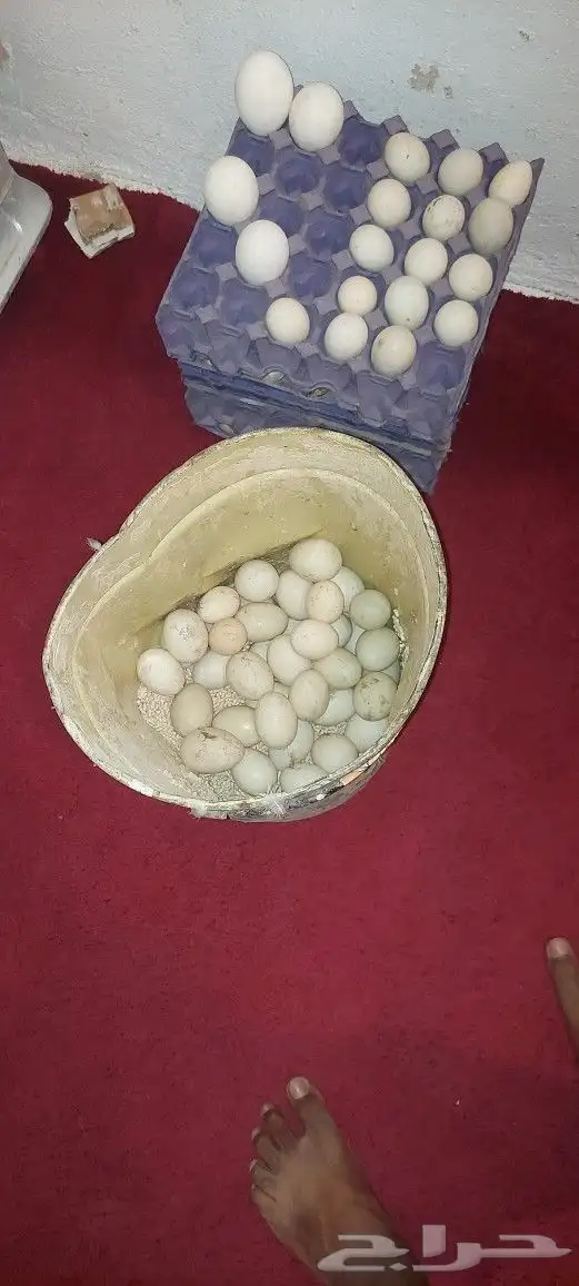 بيض بط بلدي 1