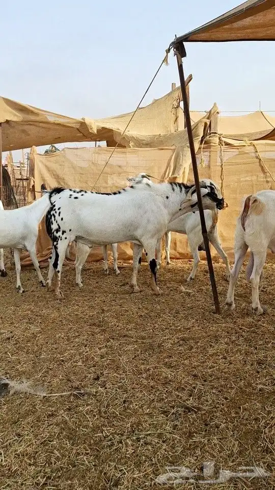 تيس بيشي صنف الصنف 4