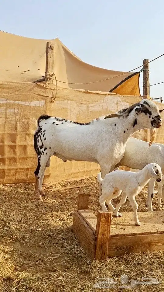 تيس بيشي صنف الصنف 3