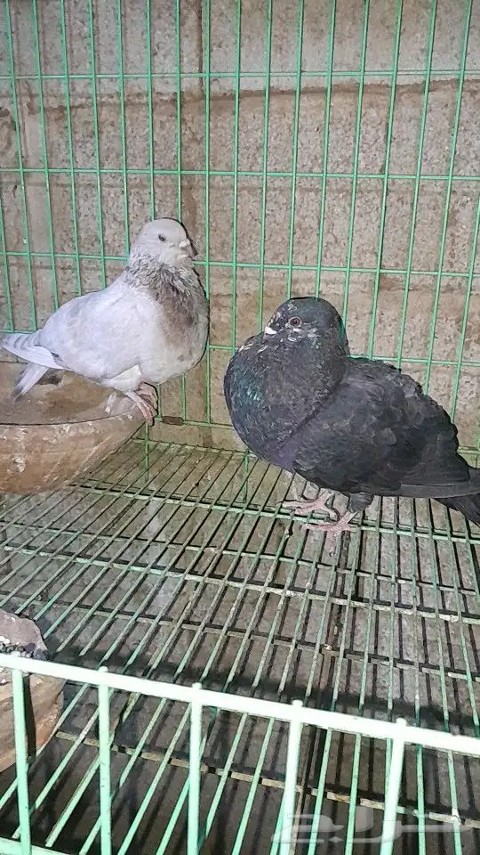نفاخ اسباني 2
