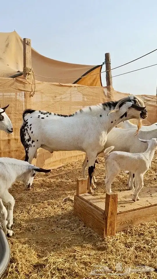 تيس بيشي صنف الصنف 0