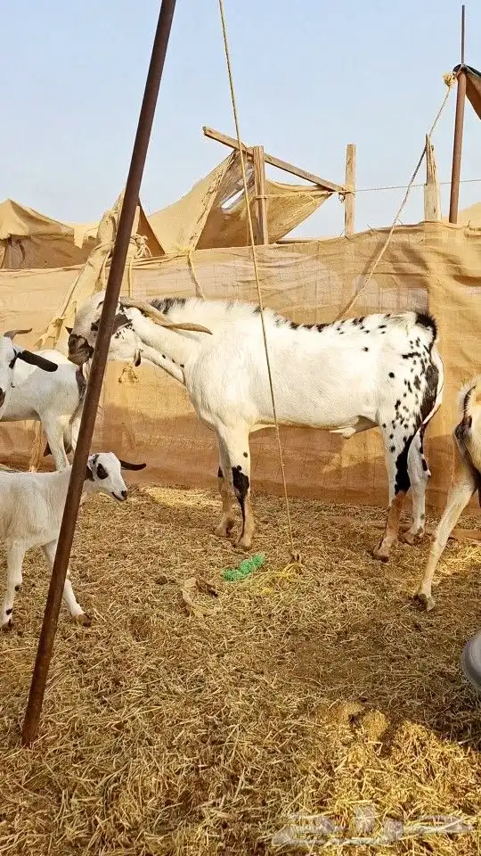 تيس بيشي صنف الصنف 2