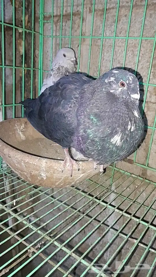 نفاخ اسباني 1