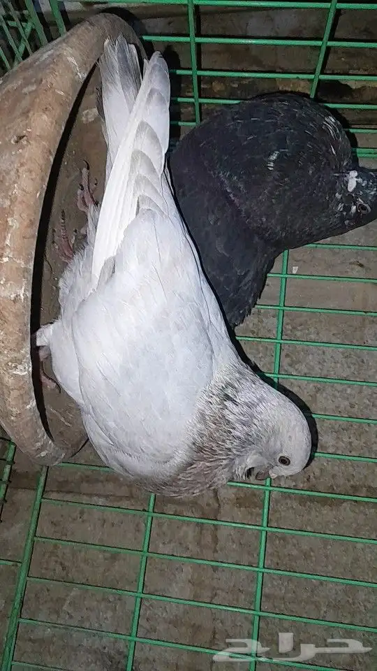 نفاخ اسباني 0