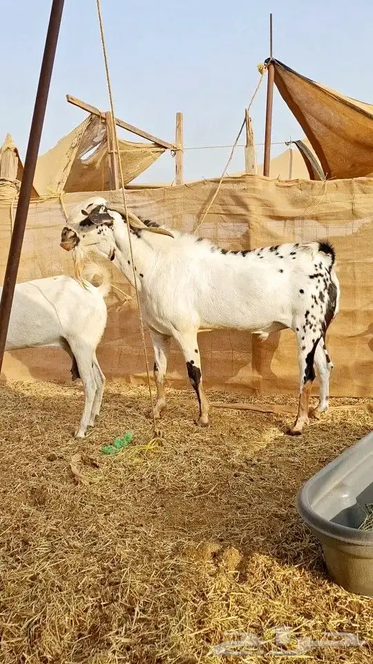 تيس بيشي صنف الصنف 1