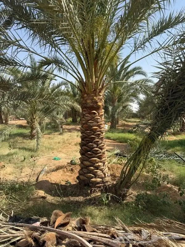 نخل للبيع مثمر 0