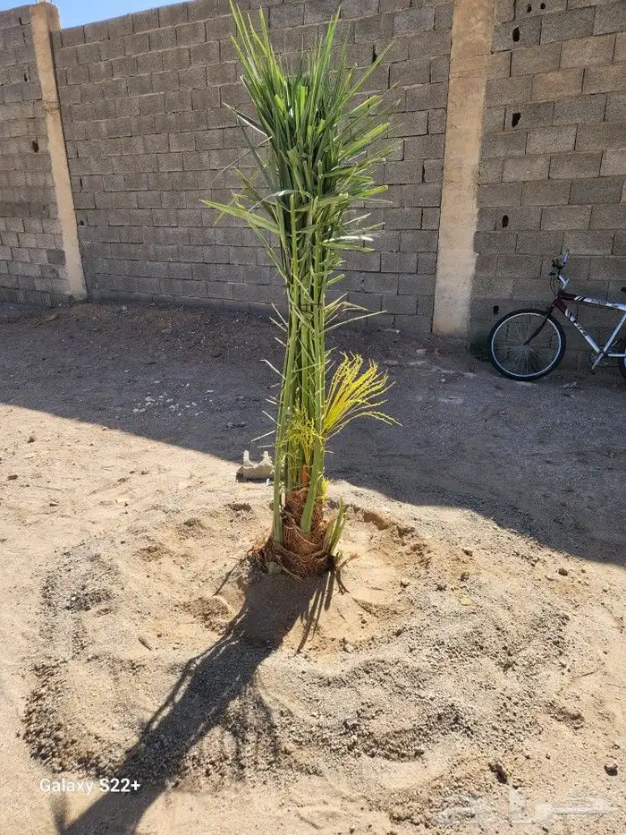 نخيل لبيع مثمر 3