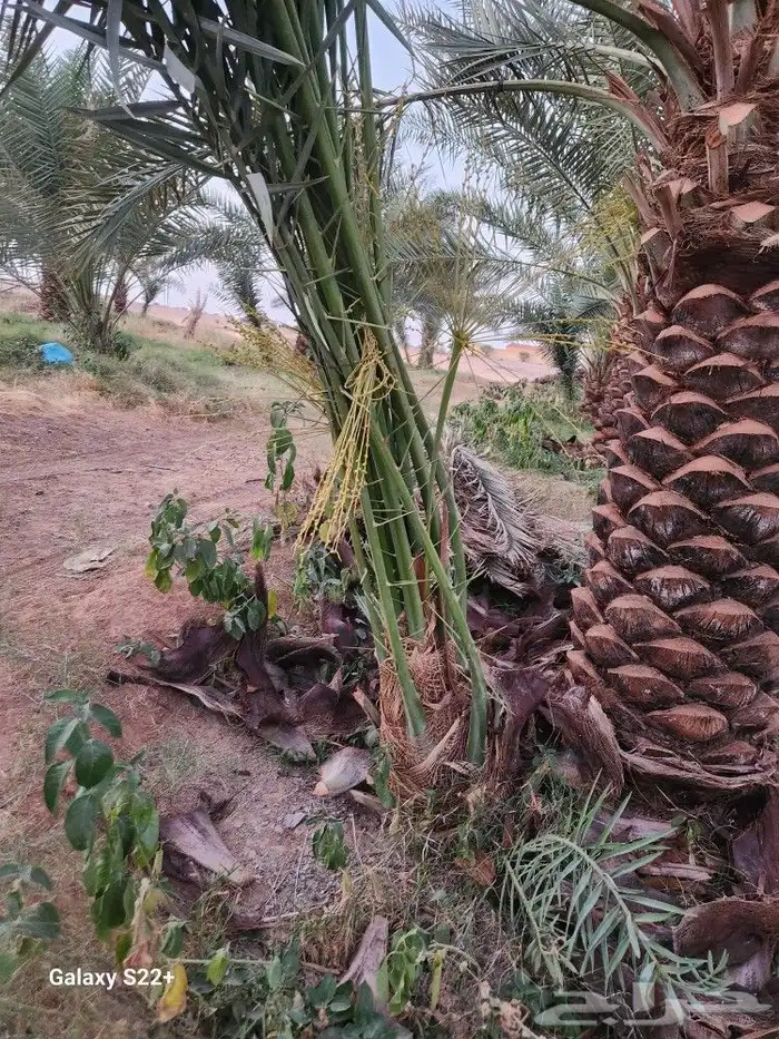 نخيل لبيع مثمر 0