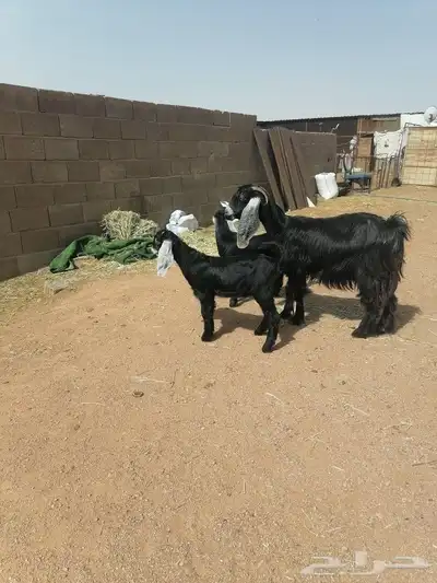 عنز متومه 1