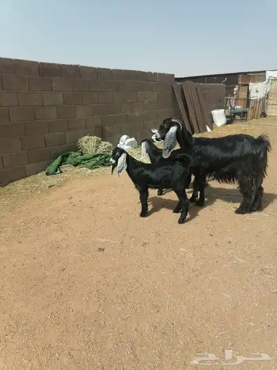 عنز متومه 2