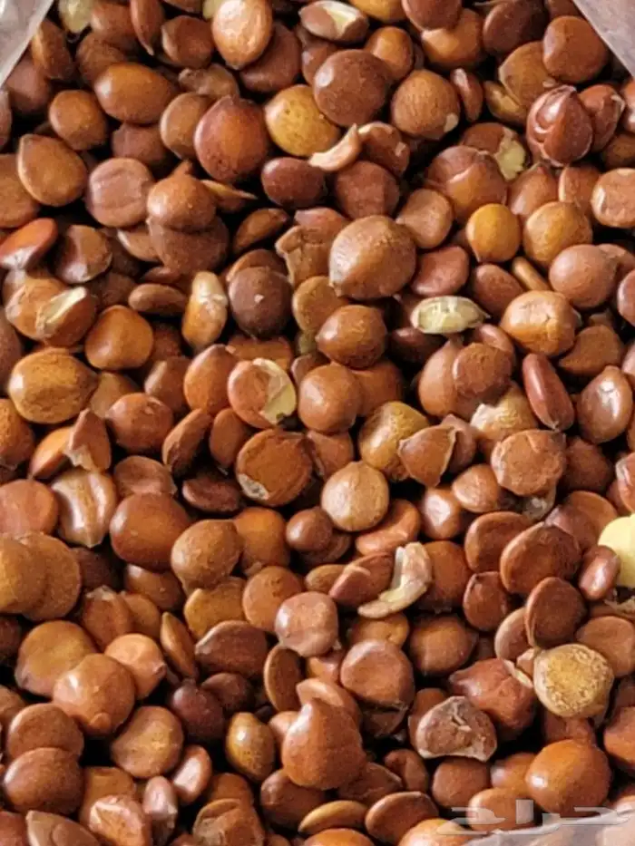 يذور سدر.او بذرو كين. او بذور دوم او منسميه احنا دنادير .. 2