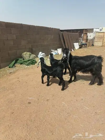 عنز متومه 0