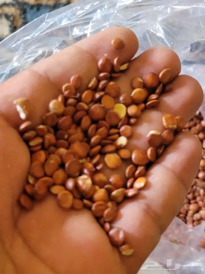 يذور سدر.او بذرو كين. او بذور دوم او منسميه احنا دنادير .. 1