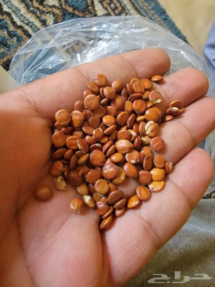 يذور سدر.او بذرو كين. او بذور دوم او منسميه احنا دنادير .. 0