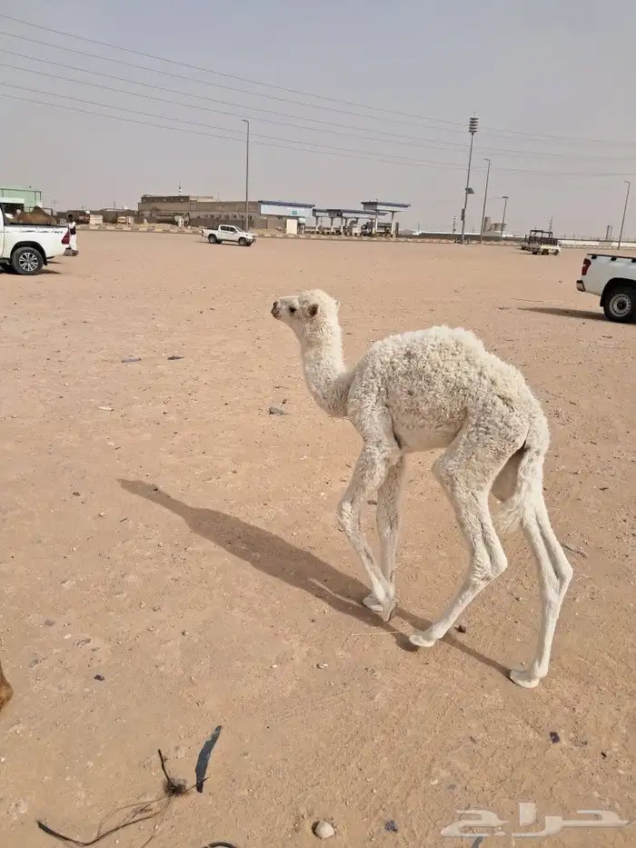 خلفة مغتر للبيع 1