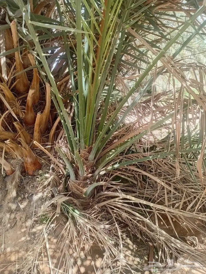 يوجد الدنيا جميع أنواع النخيل 5