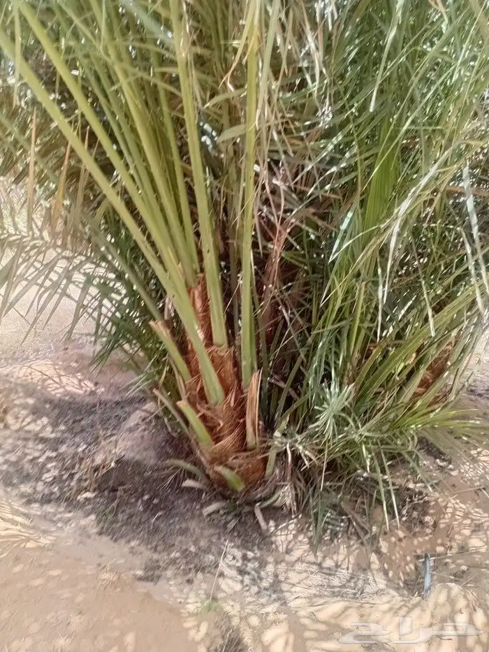 يوجد الدنيا جميع أنواع النخيل 0