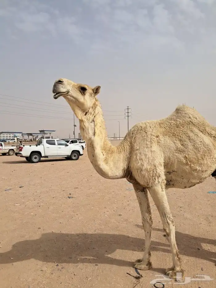 خلفة مغتر للبيع 2