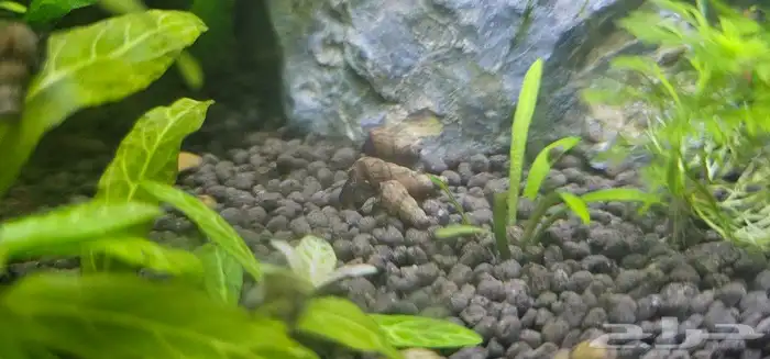 حلزونات مائية للبيع 1