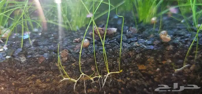 حلزونات مائية للبيع 0