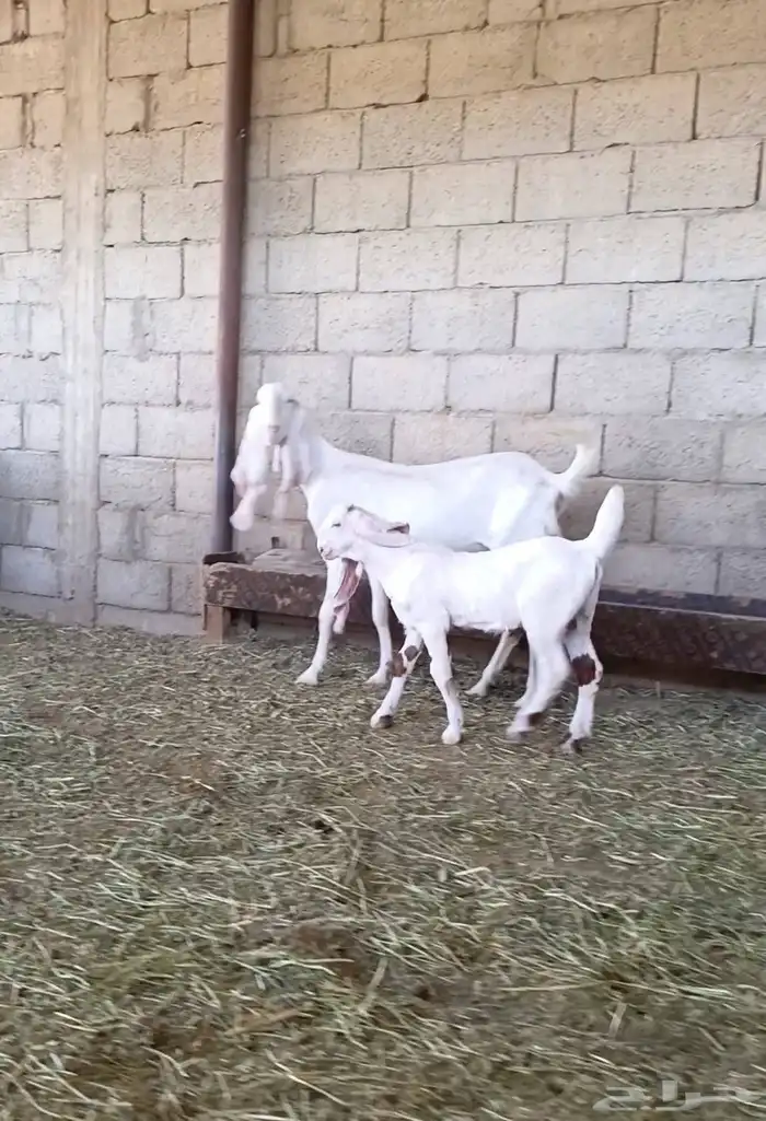 عنز مطوره فاخره جرم وجنب ورتفاع ماشاء الله تبارك الله 2
