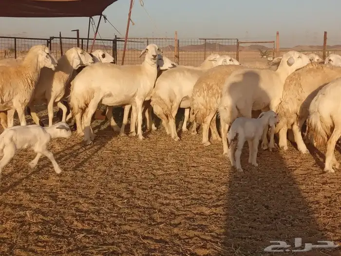 ما شاء الله وتبارك الله أعرض لكم غنم حريات دفيع مفاصيل 0
