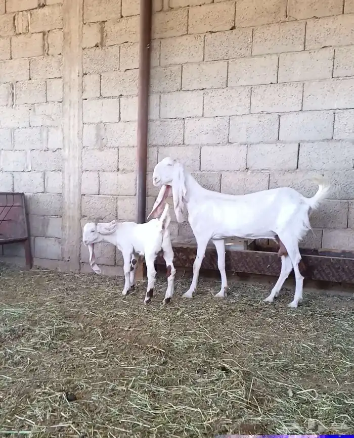 عنز مطوره فاخره جرم وجنب ورتفاع ماشاء الله تبارك الله 6