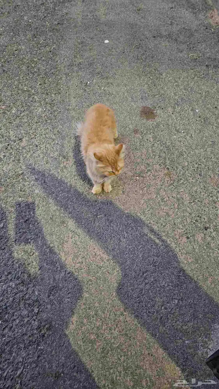 قطه منزليه اليفه مرميه بالشارع 2