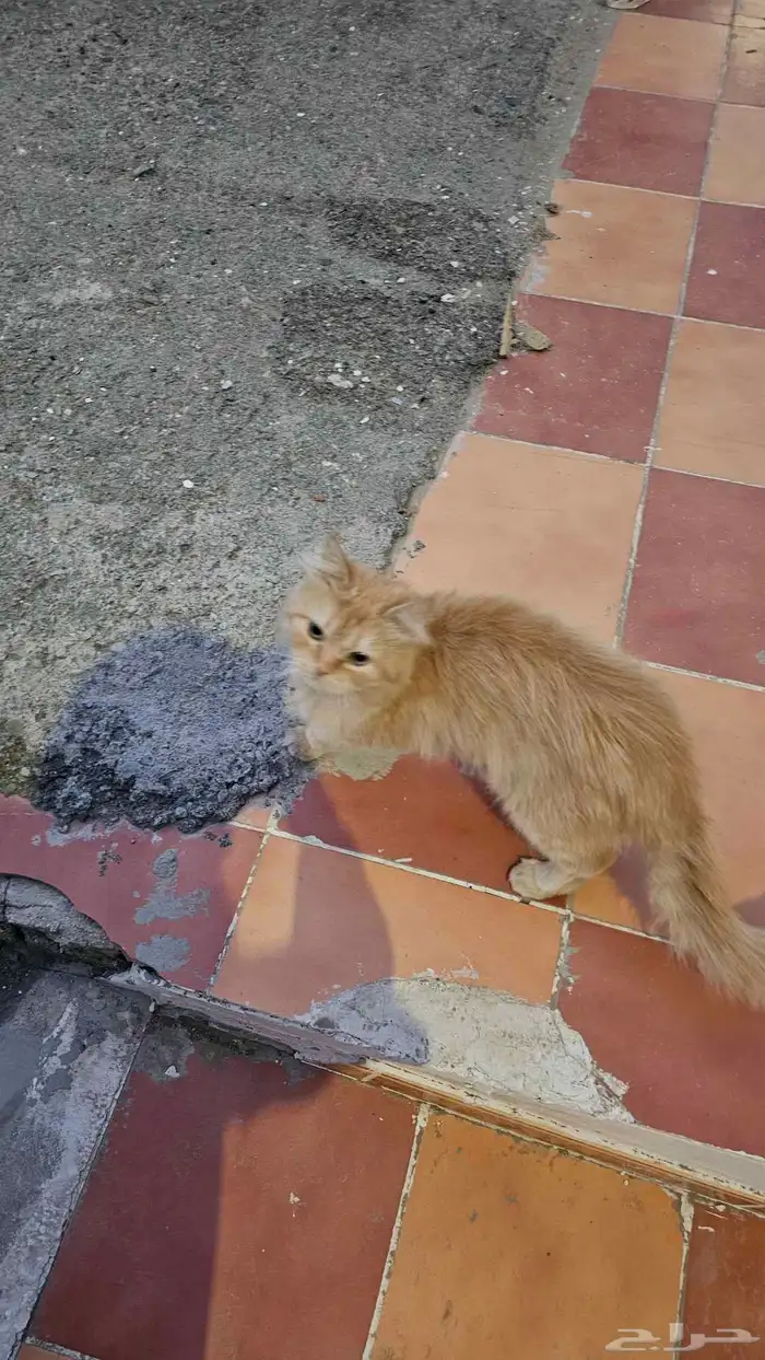 قطه منزليه اليفه مرميه بالشارع 1