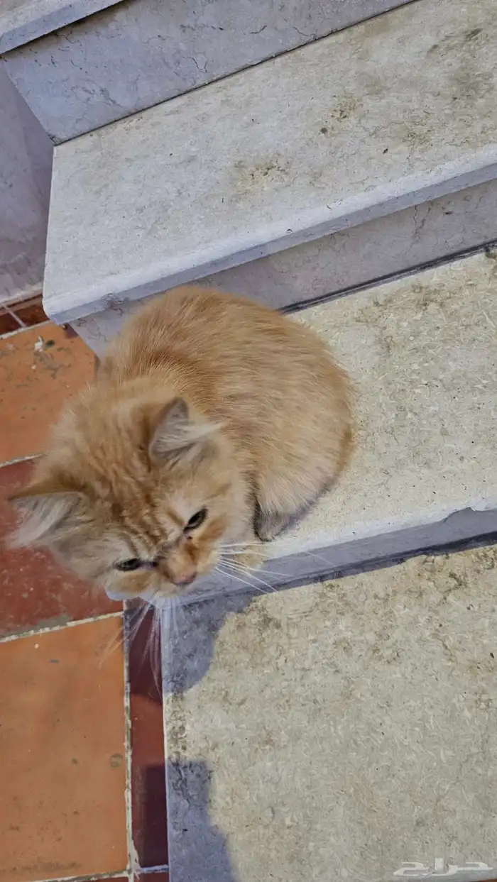 قطه منزليه اليفه مرميه بالشارع 0