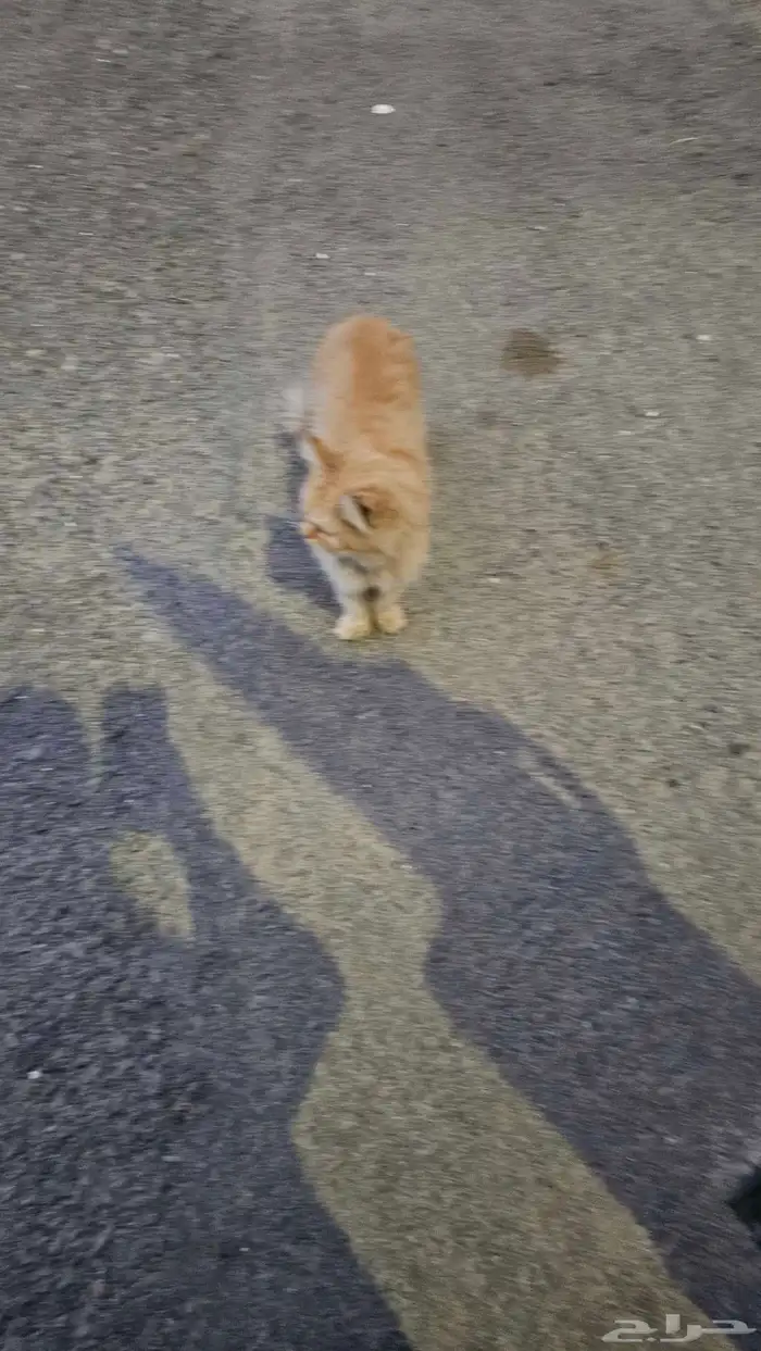 قطه منزليه اليفه مرميه بالشارع 3