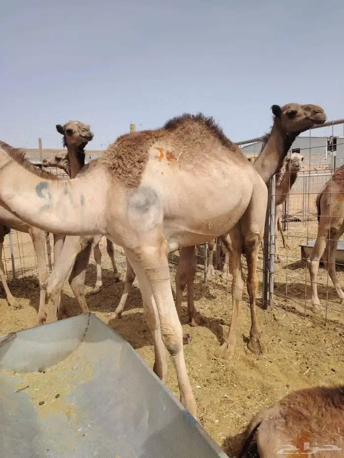 حاشي صومالي قعدان تربيه أوزان كبيره للتفريد والجمله 7