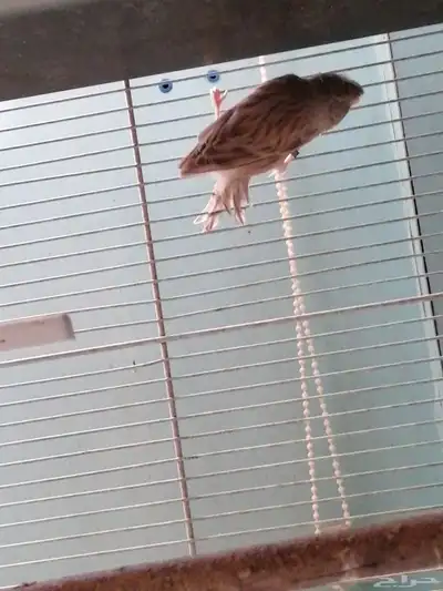 جوز كناري منتج 2