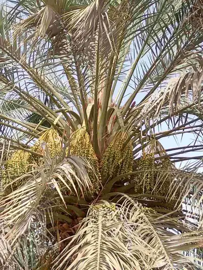 نقوم بتكريب وتنظيف النخيل الواشنطن والعربي 5
