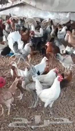 بيض مخصب مضمووون عربي 2