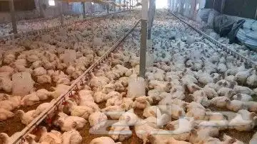 انا مشرف مزارع دجاج في المملكه العربيه السعوديه 3