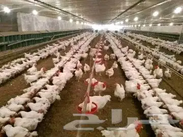 انا مشرف مزارع دجاج في المملكه العربيه السعوديه 1
