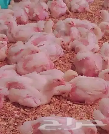 انا مشرف مزارع دجاج في المملكه العربيه السعوديه 6