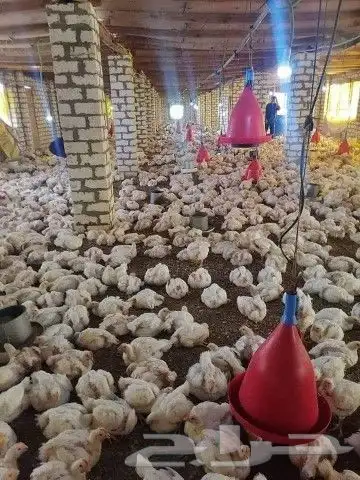 انا مشرف مزارع دجاج في المملكه العربيه السعوديه 4
