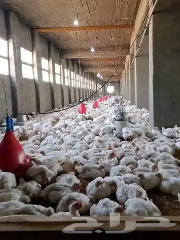 انا مشرف مزارع دجاج في المملكه العربيه السعوديه 0