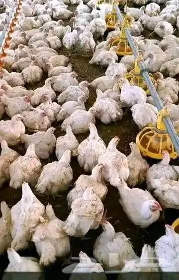 انا مشرف مزارع دجاج في المملكه العربيه السعوديه 2