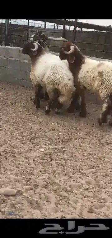 جذعان صنف مراح واحد جبار فاخر 6