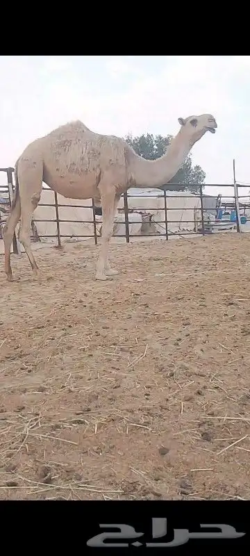 حقه شقحه سلم العزارب 1